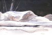 rjweinbergfineart045020.jpg